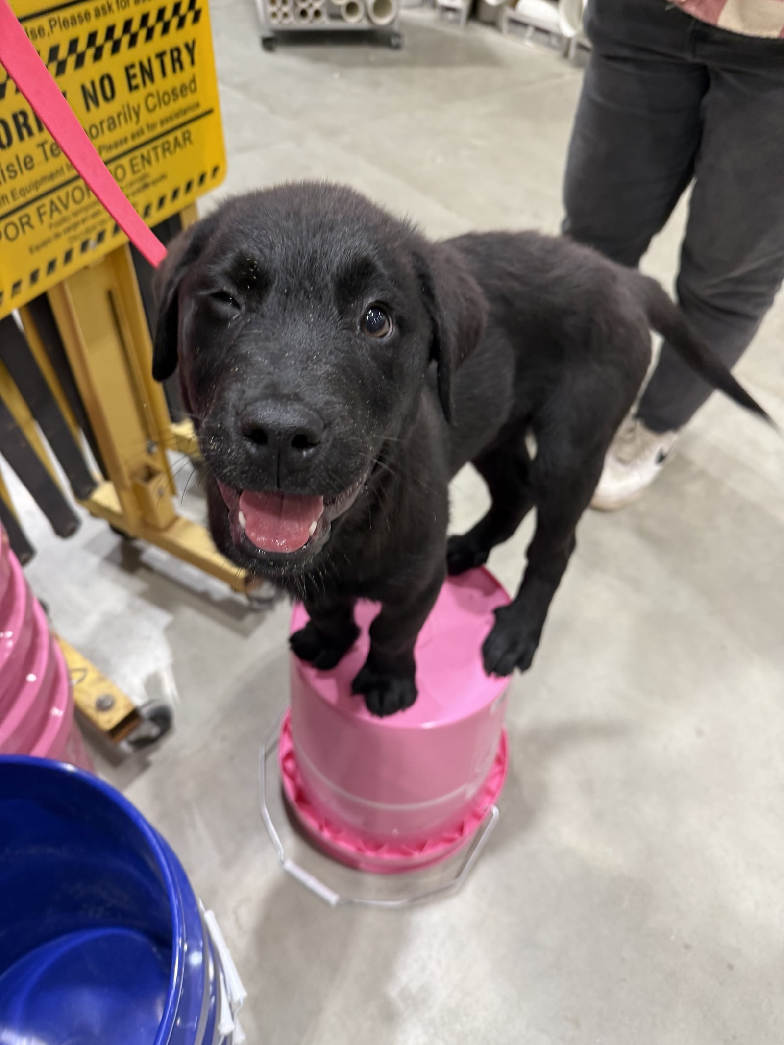 Black Labrador puppy standing on a bucket during training at a hardware store