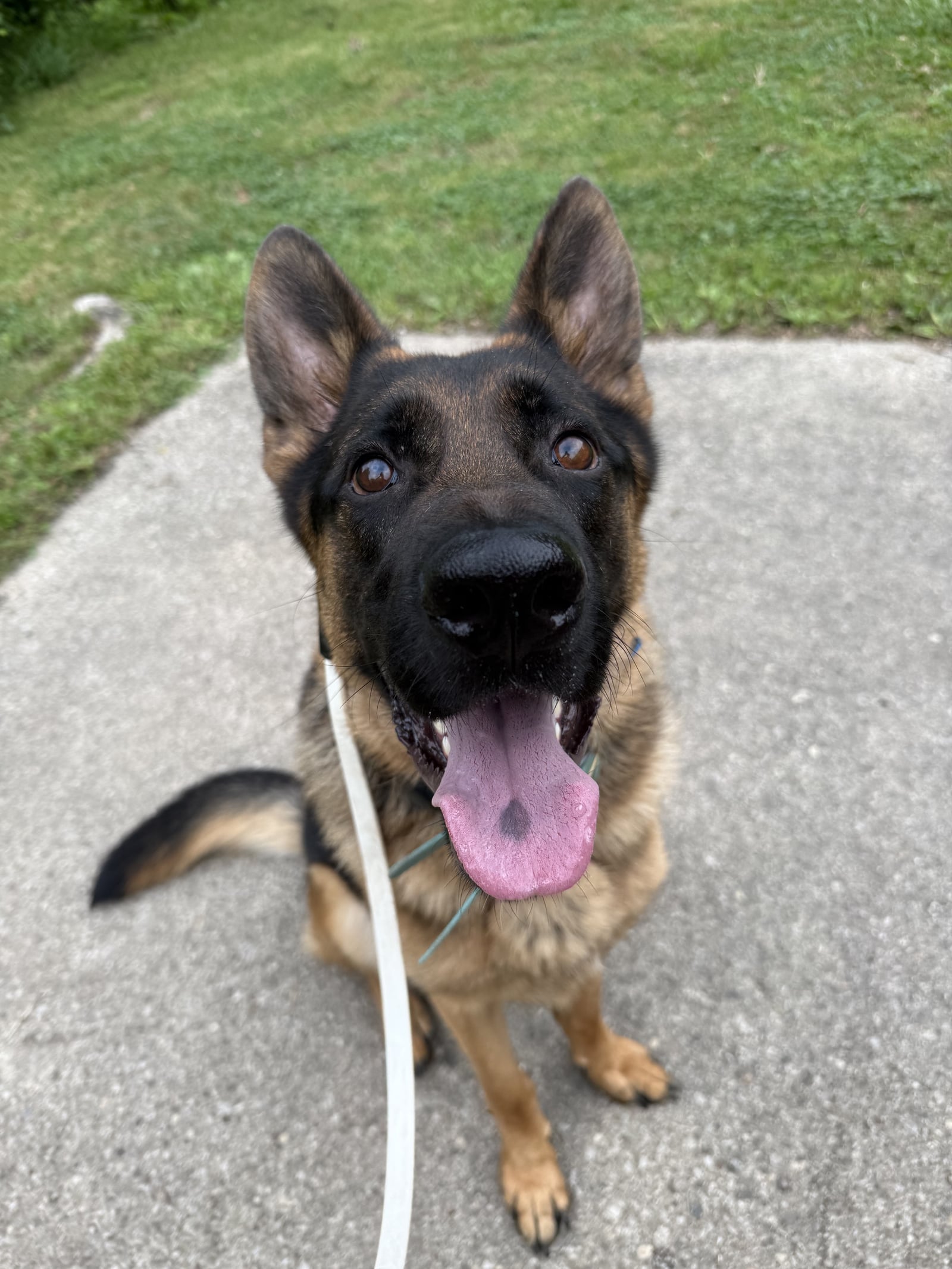German Shepherd puppy sitting attentively on pavement during a training session