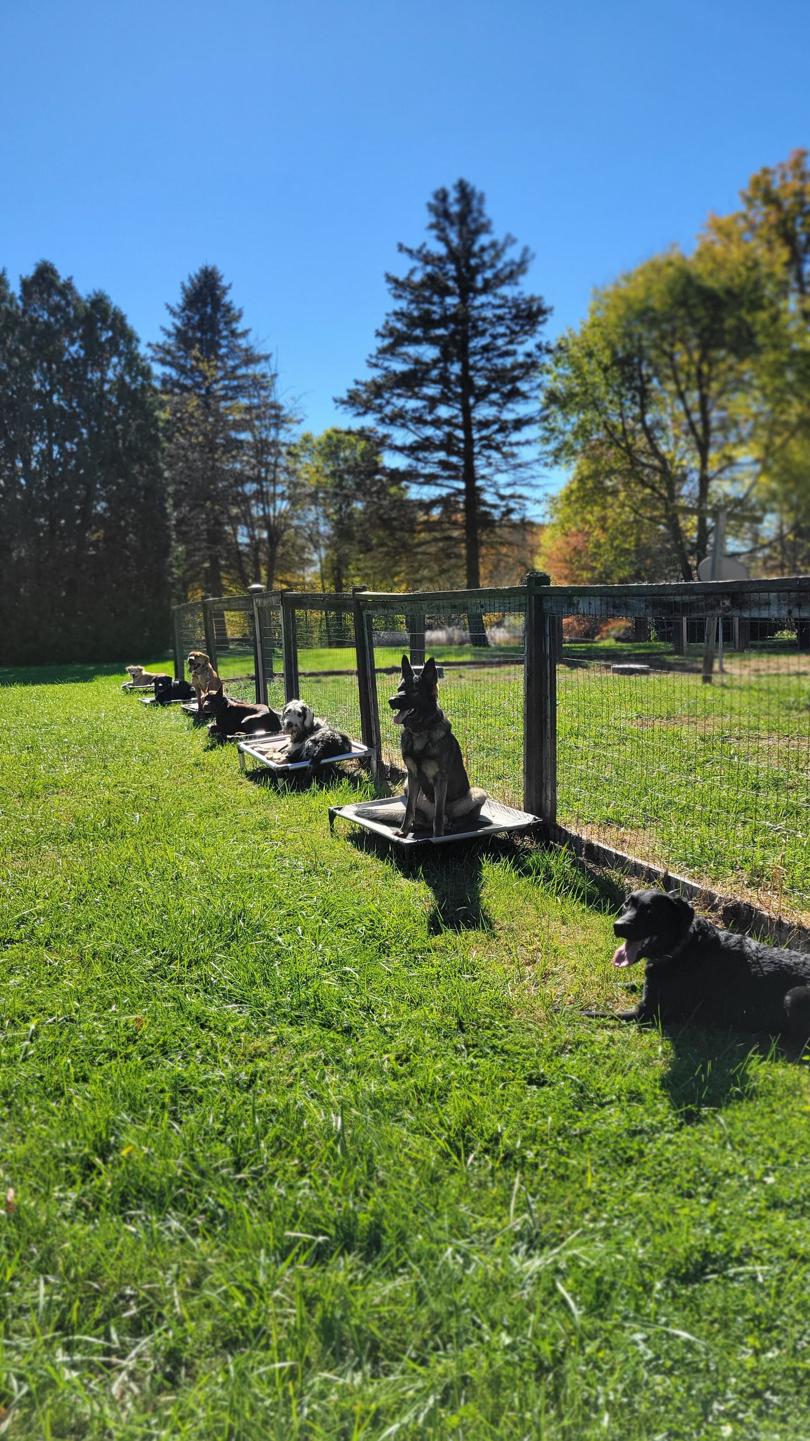 Board and train dogs holding place on cots along a fence line at the Wildflower K9 training field